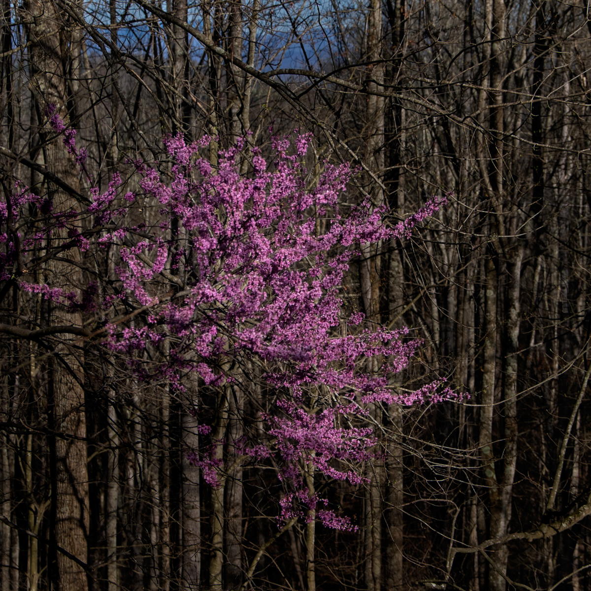 Paw Paw, Madison County, NC 2016