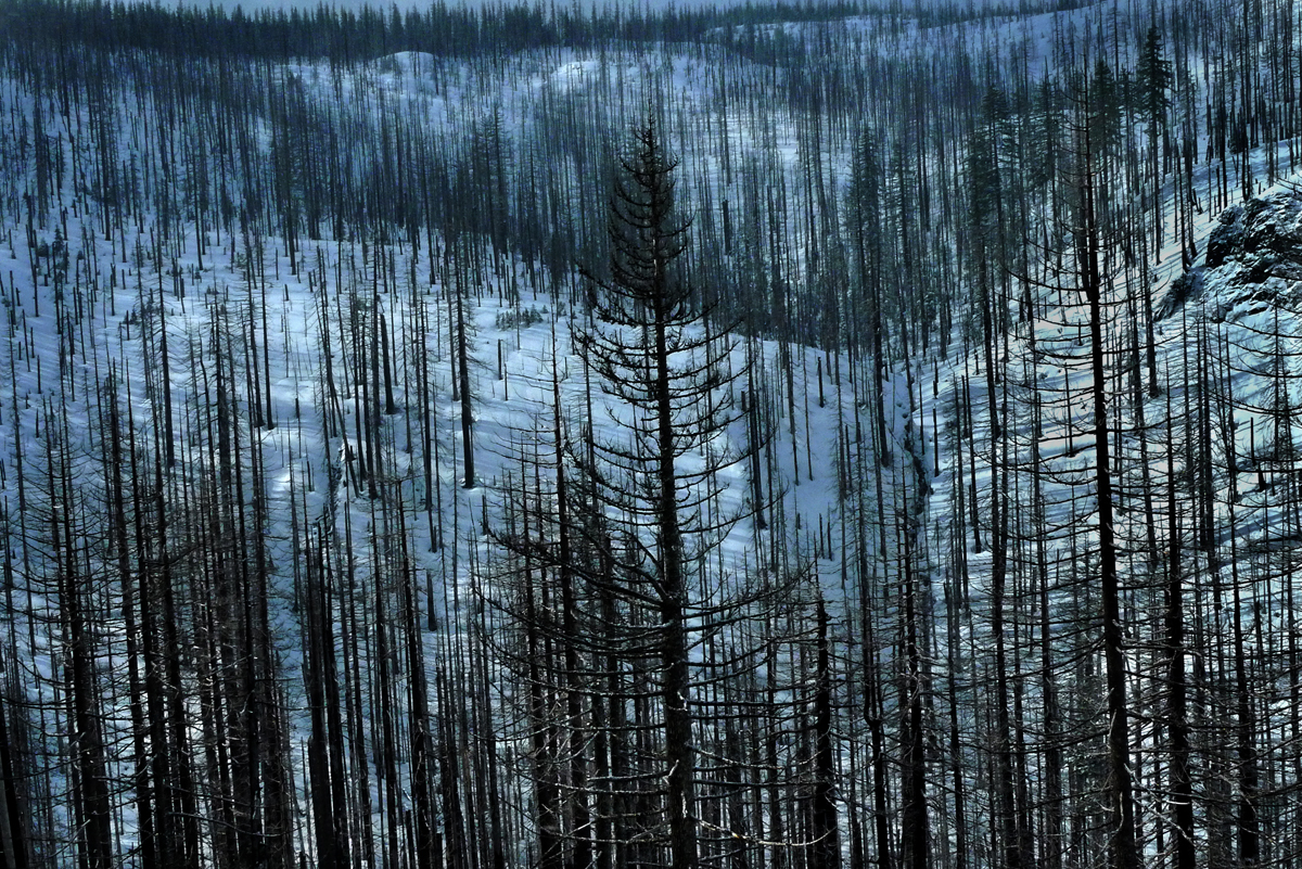 Fire Damage, Cascade Mountains, East of Sweet Home, Oregon 2012