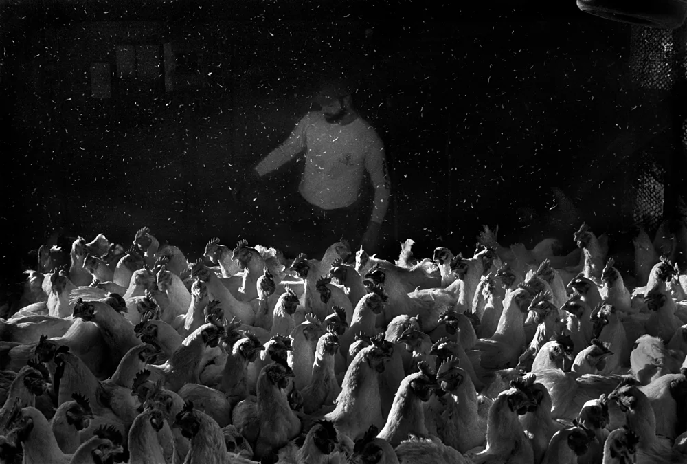 Chickencatcher, Chatham County, NC 1987