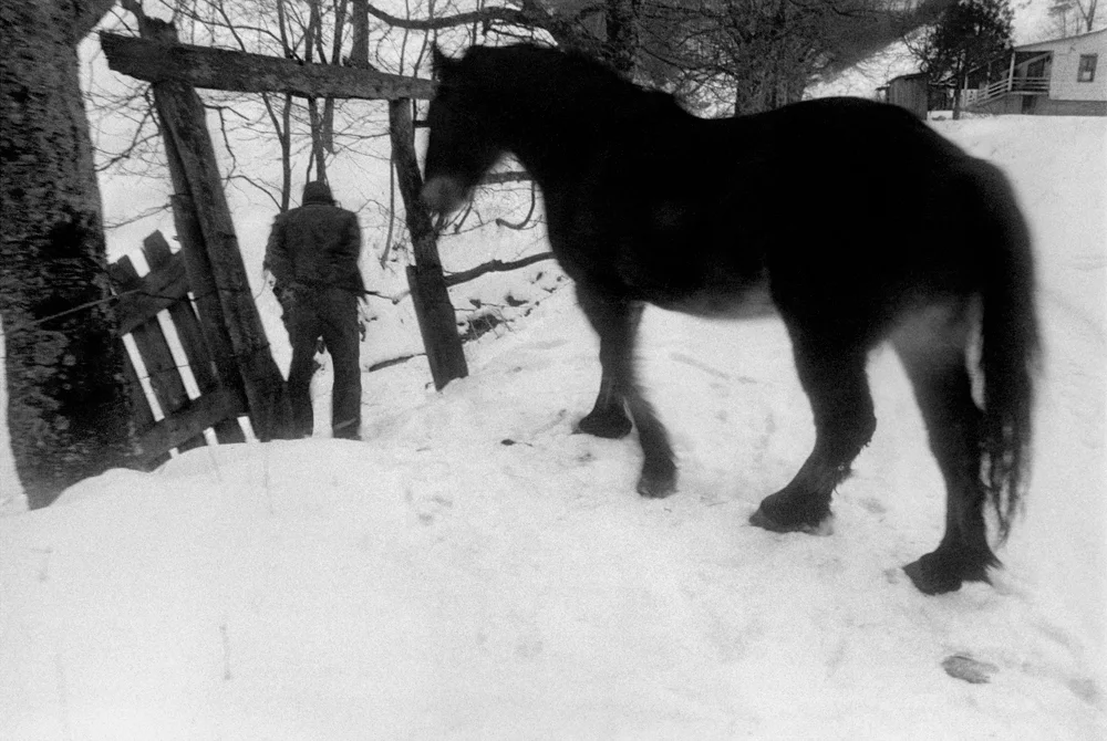 Junior Walking Pet to Water, Sodom, Madison County, 1979