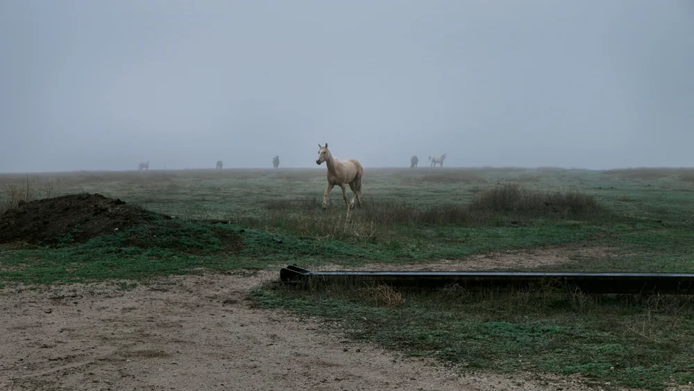 At Linda Hessman's Farm, Dodge City, KS, 2015