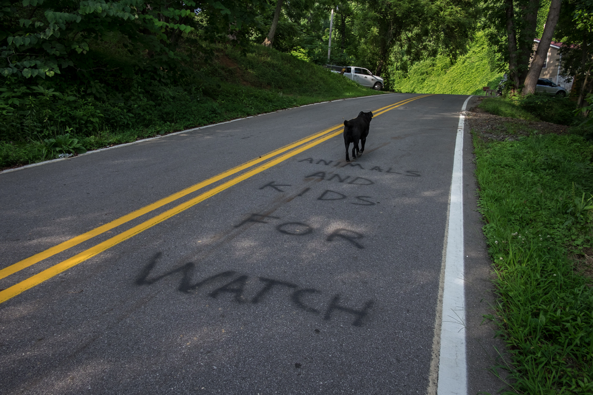 On the Revere-Rice Cove Road, Sodom, Madison County, NC 2016