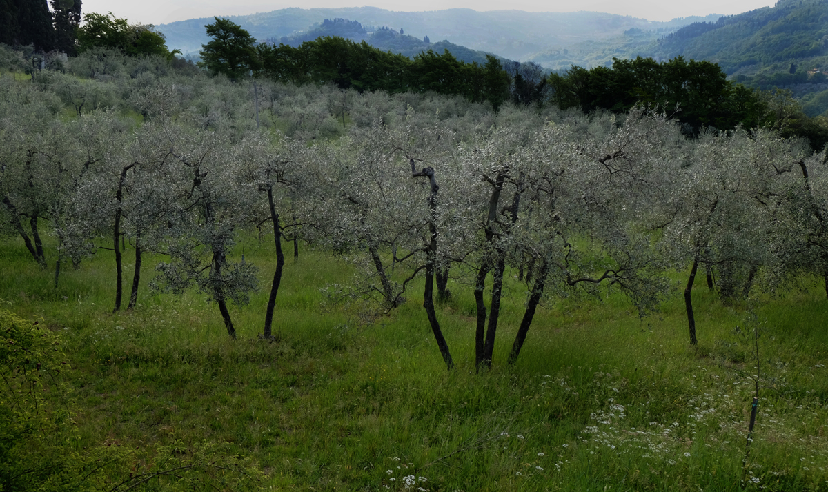 Fattoria di Poggiopiano, Girone, Italy 2017
