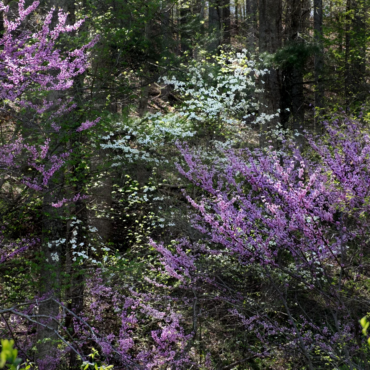 Little Worlds -Spring Light — Rob Amberg