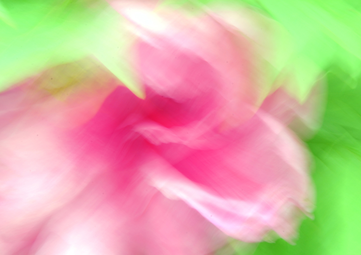 pinkpeony-leaf-abstract-movement.jpg