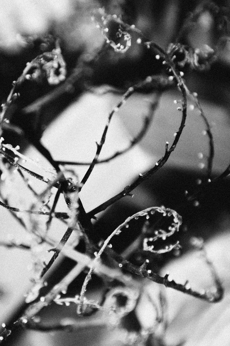 musaindulge-branches.jpg
