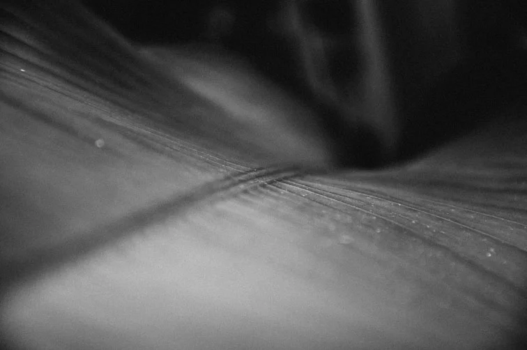 musaindulge-bw-detail-leaf.jpg