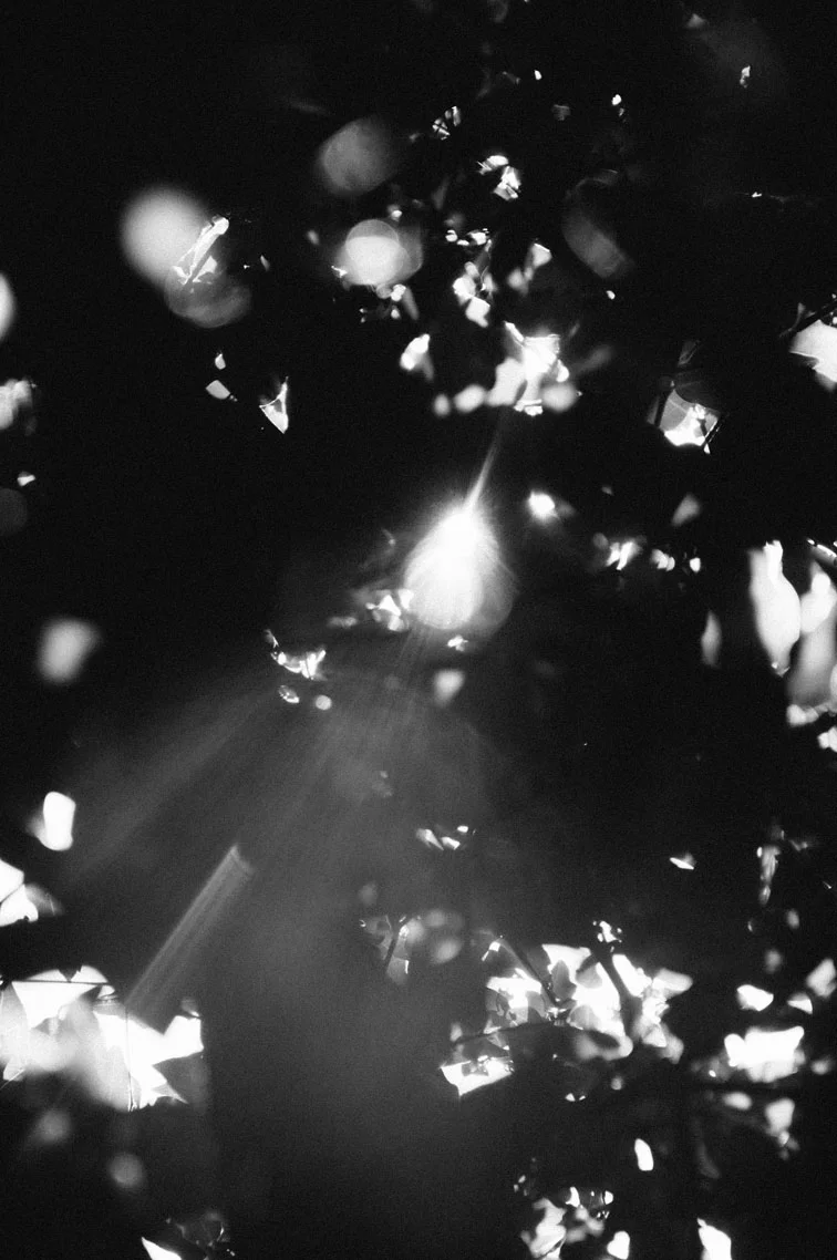 musaindulge-thelight.jpg