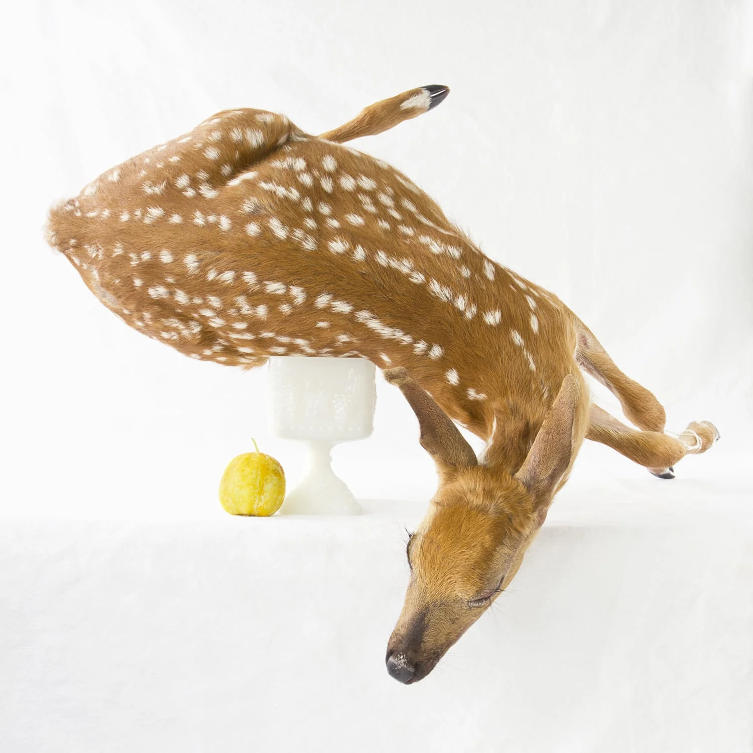 Still Life with Deer & Lemon Cucumber 2012 Archival Pigment Print on rag paper 28 x 28 inch image on 36 x 36 inch paper edition of 5