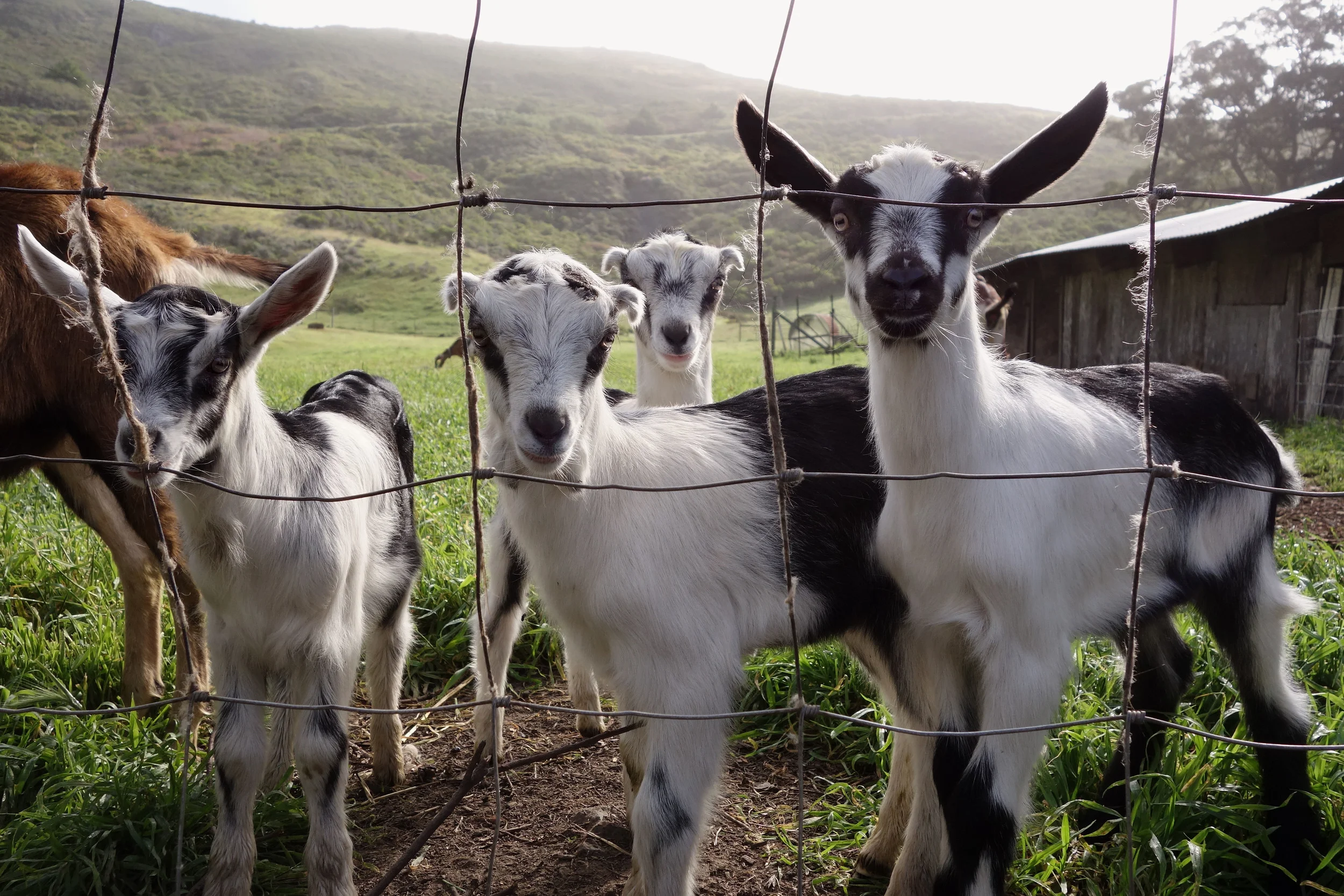 goat trio.jpg