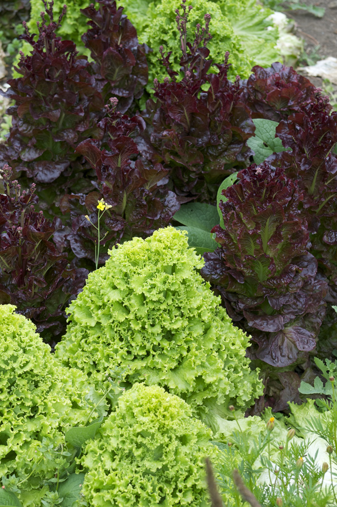 Lettuce Bonanza at Slide Ranch, May 2014(1000px).jpg