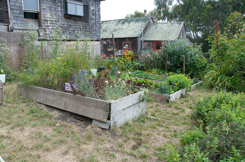 Clif Bar Volunteer Day At Slide Ranch - Garden Beds_before(1000px).jpg