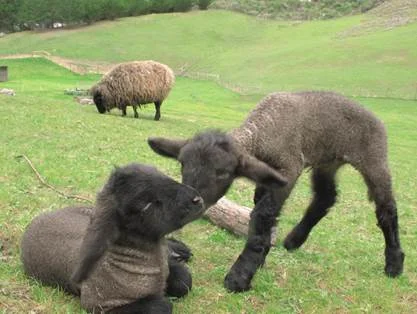 Missed seeing the baby lambs at Sheep to Shawl? Come out for Spring Fling on April 25th . There will be sheep shearing, music, food, crafts, hiking, cooking and animal care for the whole family to explore. 