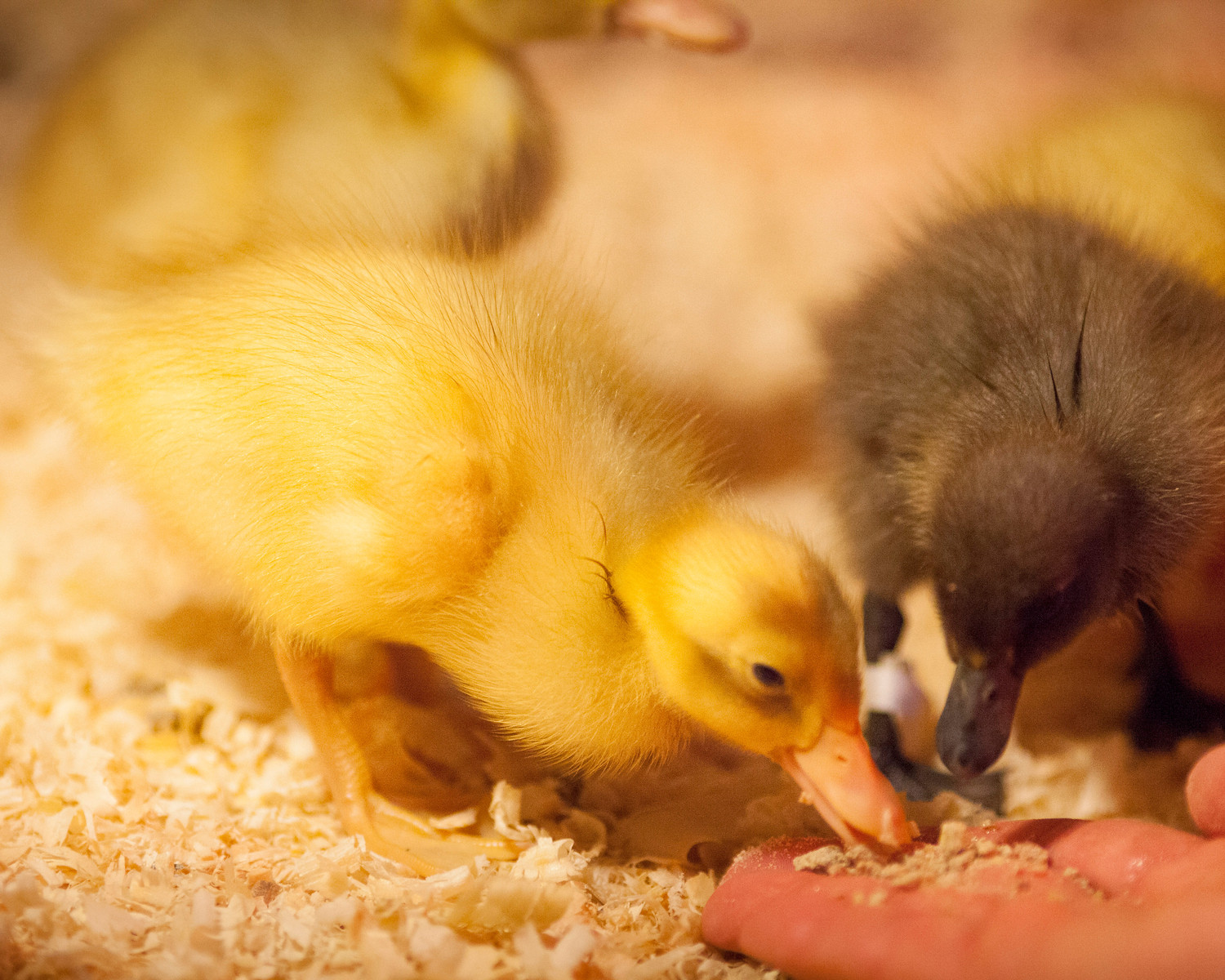   Donate  $15&nbsp;to feed&nbsp;our ducks for a week!&nbsp; 