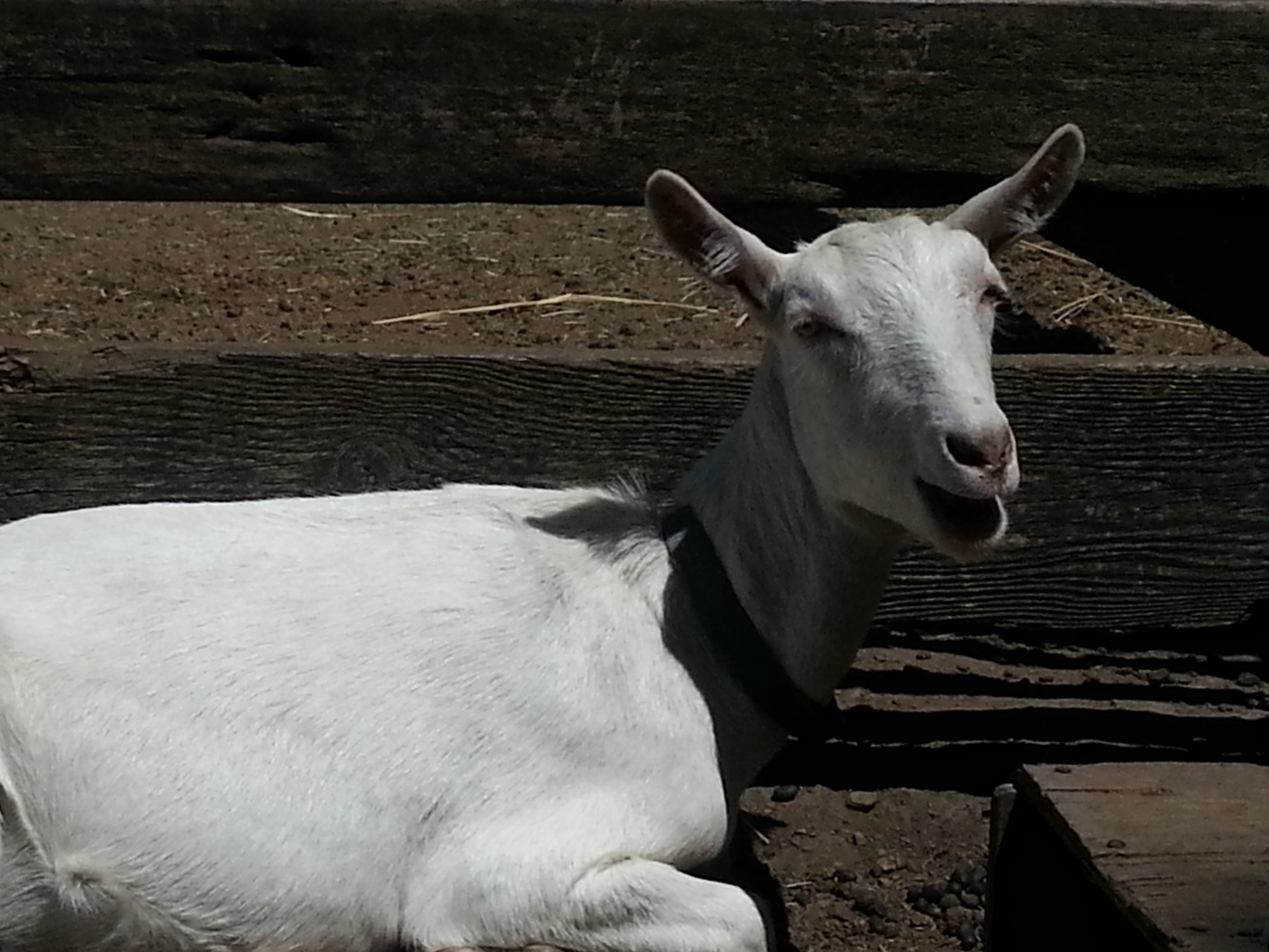   Donate today  to feed Grain and our other goats. 