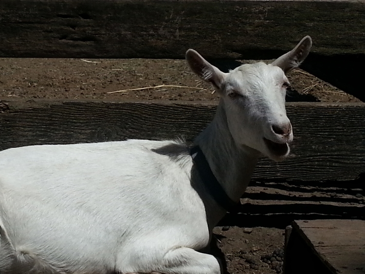   Donate  today to feed Grain and our other goats. 