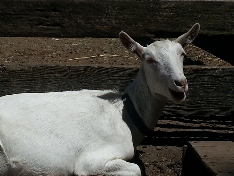 Donate today to feed Grain and our other goats.