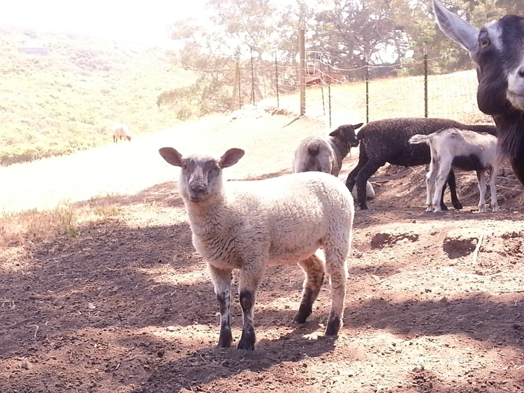 A small donation makes a big difference at Slide Ranch.