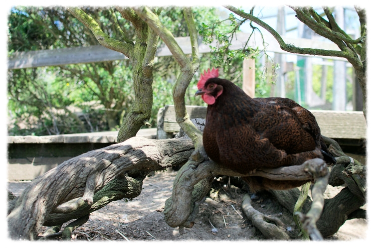 Donate $100 and you can help feed Slide Ranch's chickens for 1 whole month!