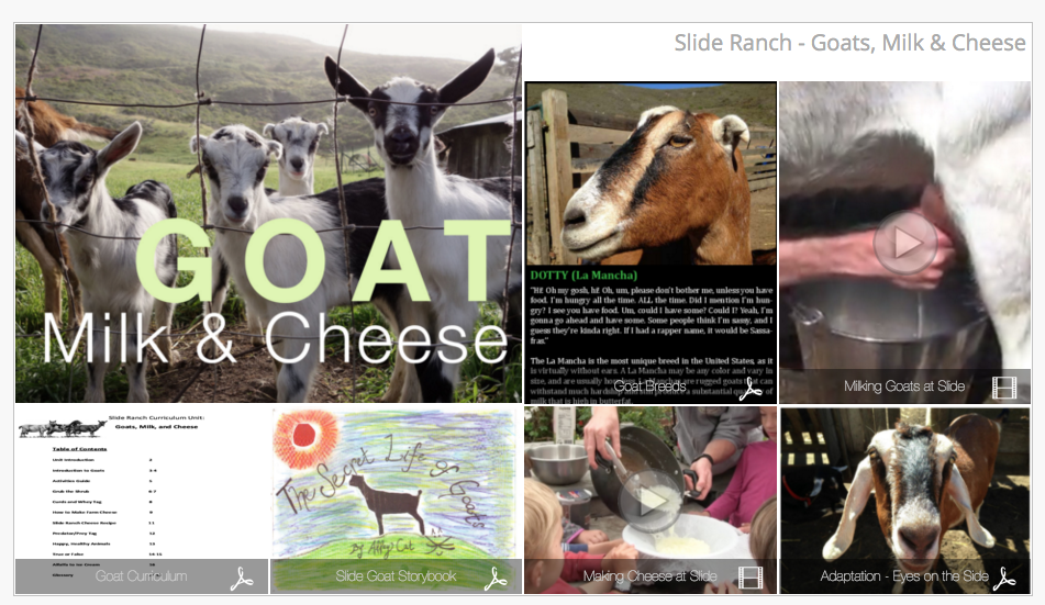 Goats, Milk and Cheese - Learn about our goats, how to milk them, and make cheese.