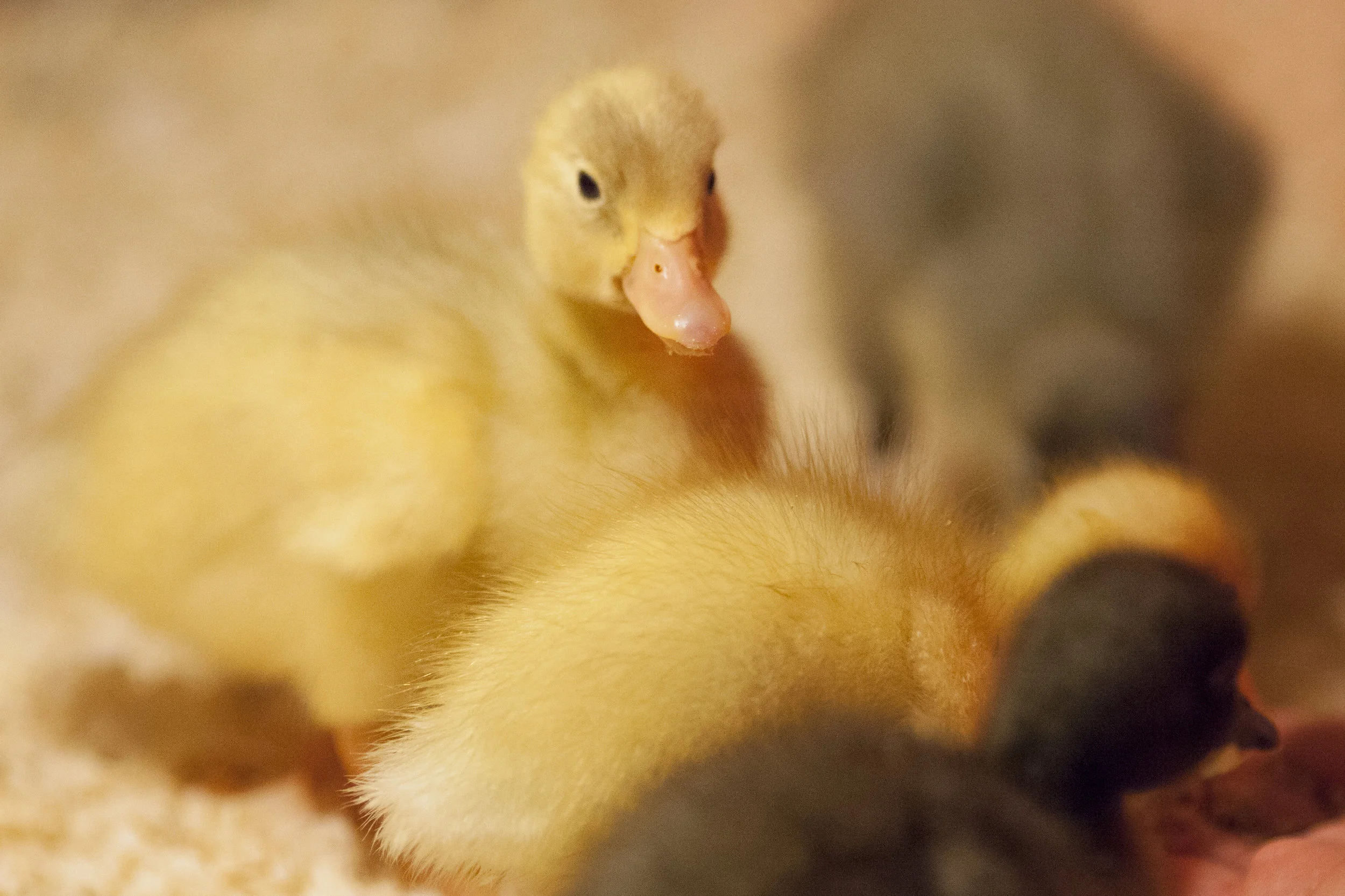 Chicken.jpg