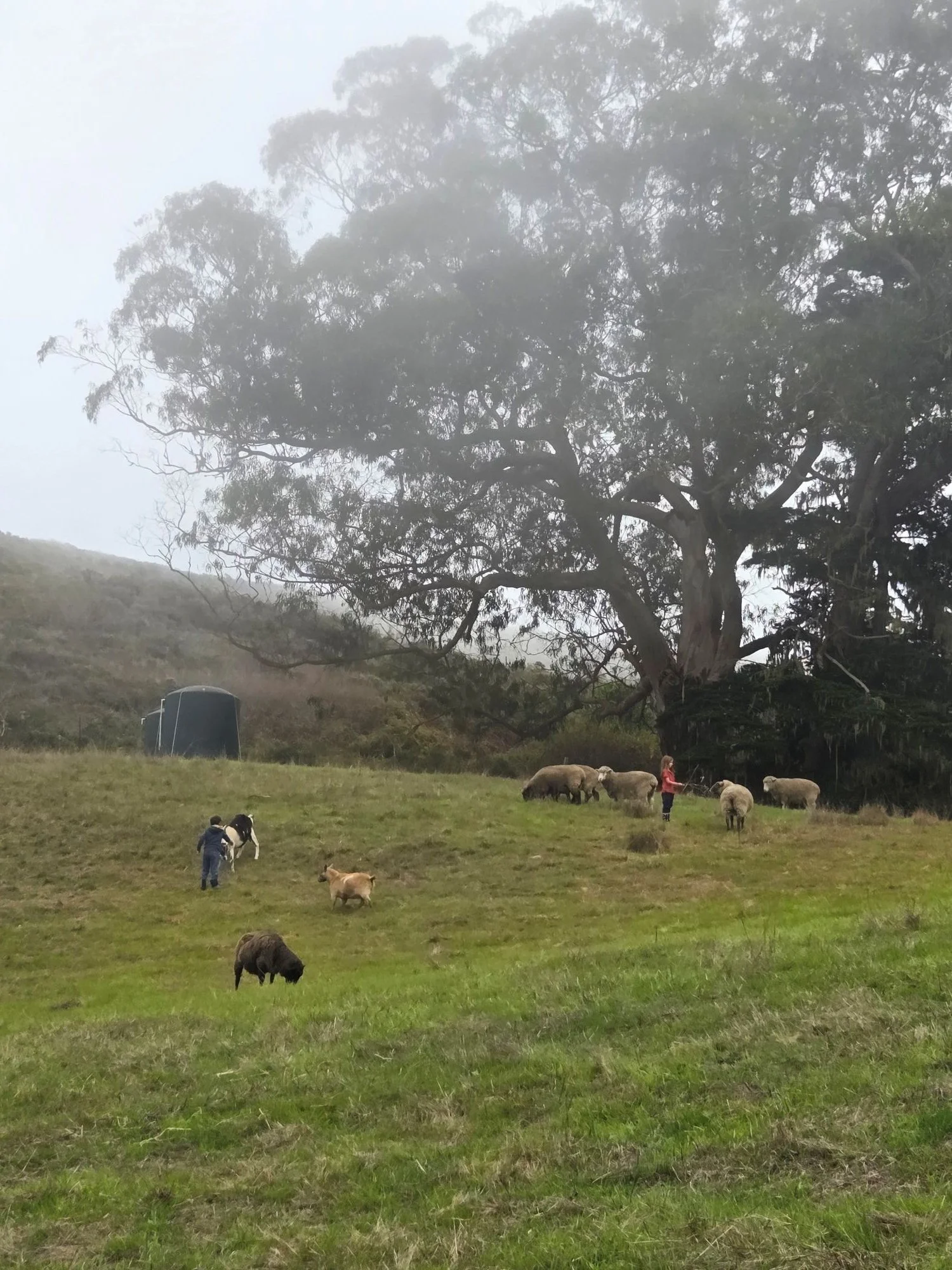 pasture run.jpg