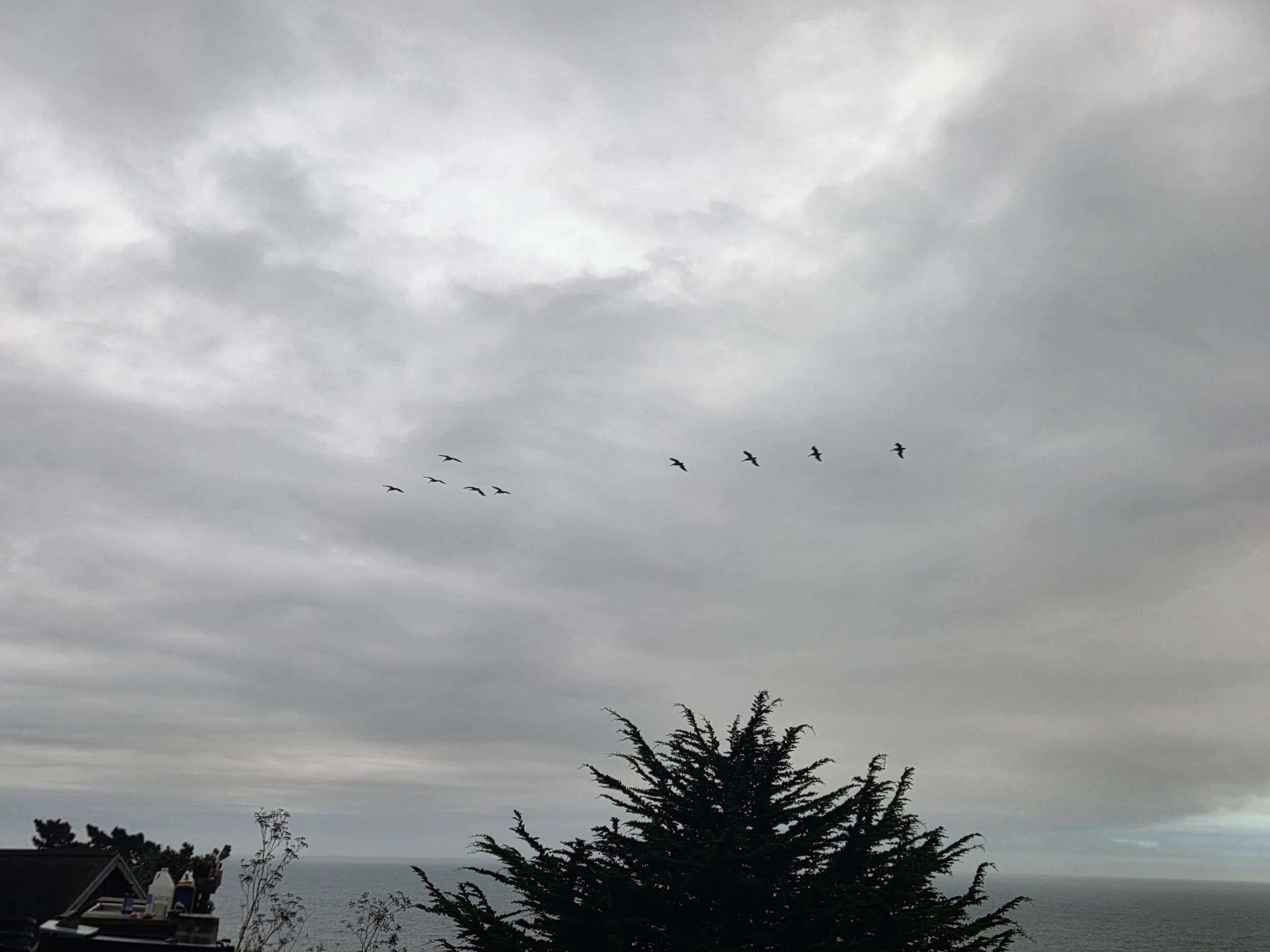 pelicans.jpg