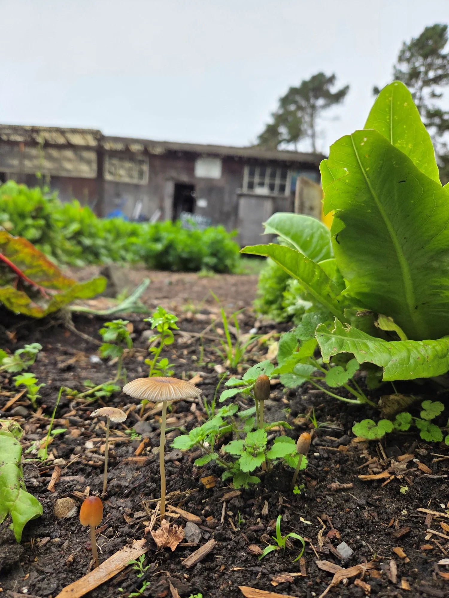 garden.jpg