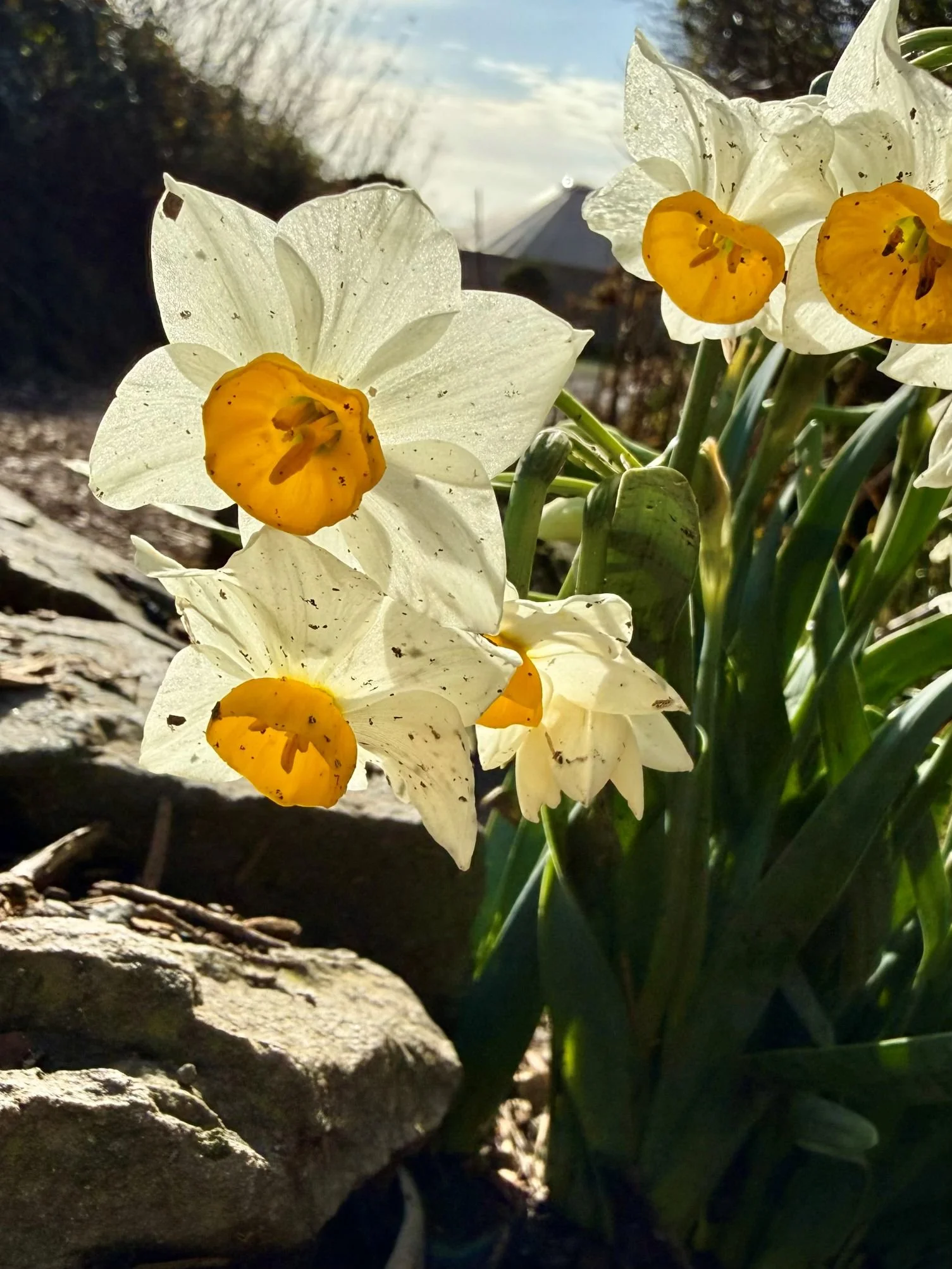 daffodil splash.jpg