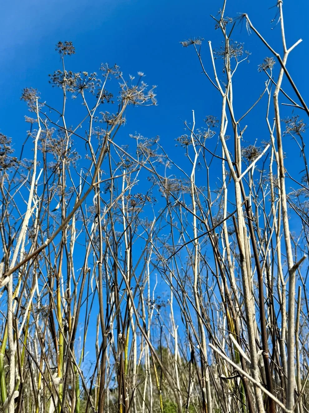 fennel sky.jpg