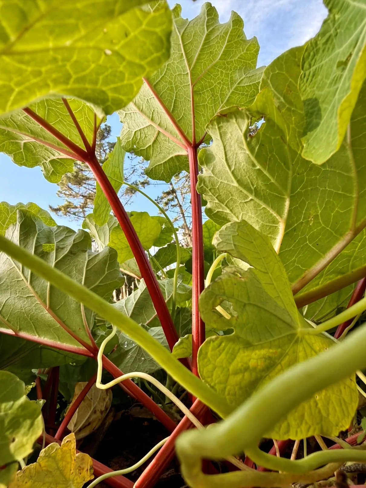 rhubarb.jpg