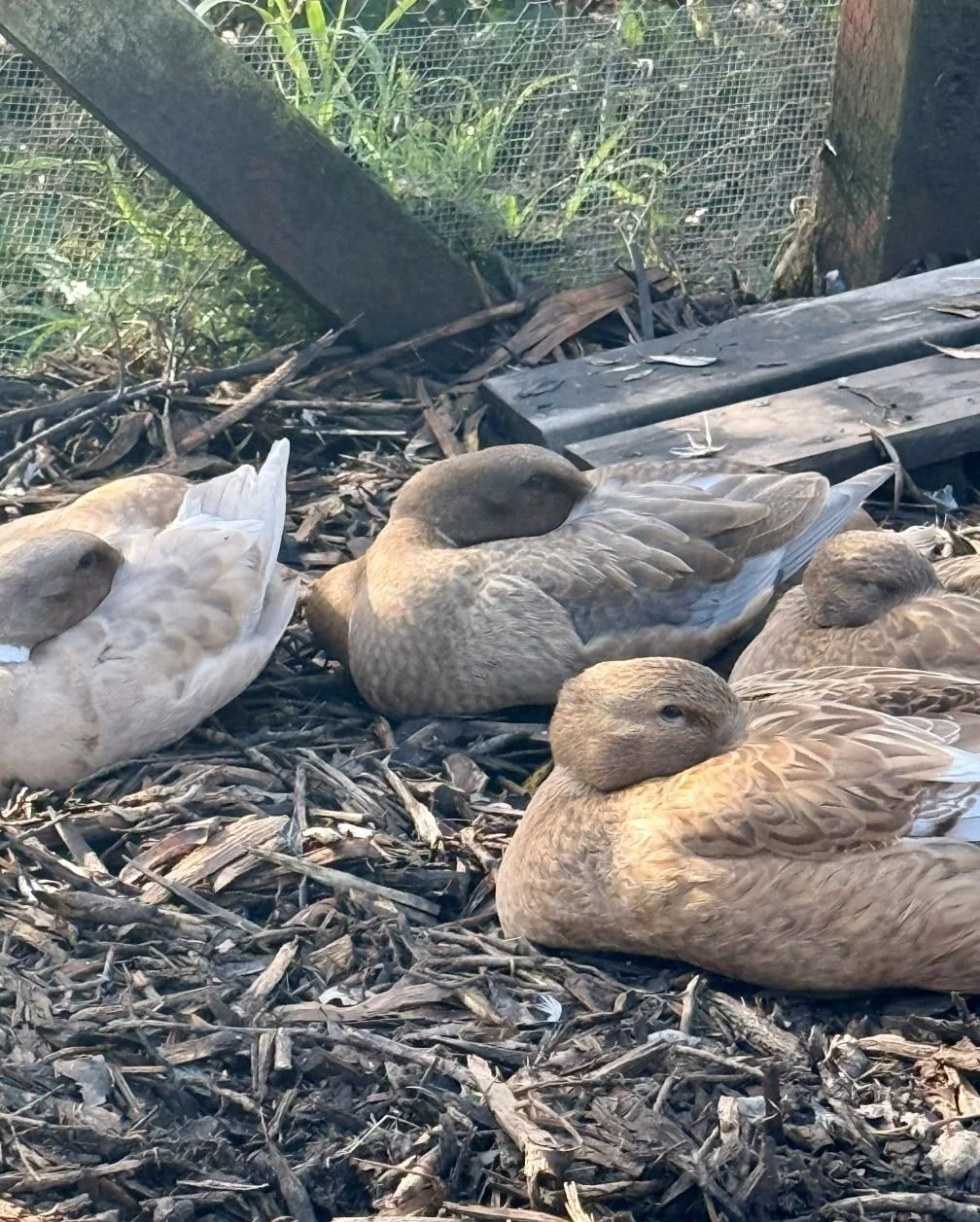 sleepy ducks.jpg