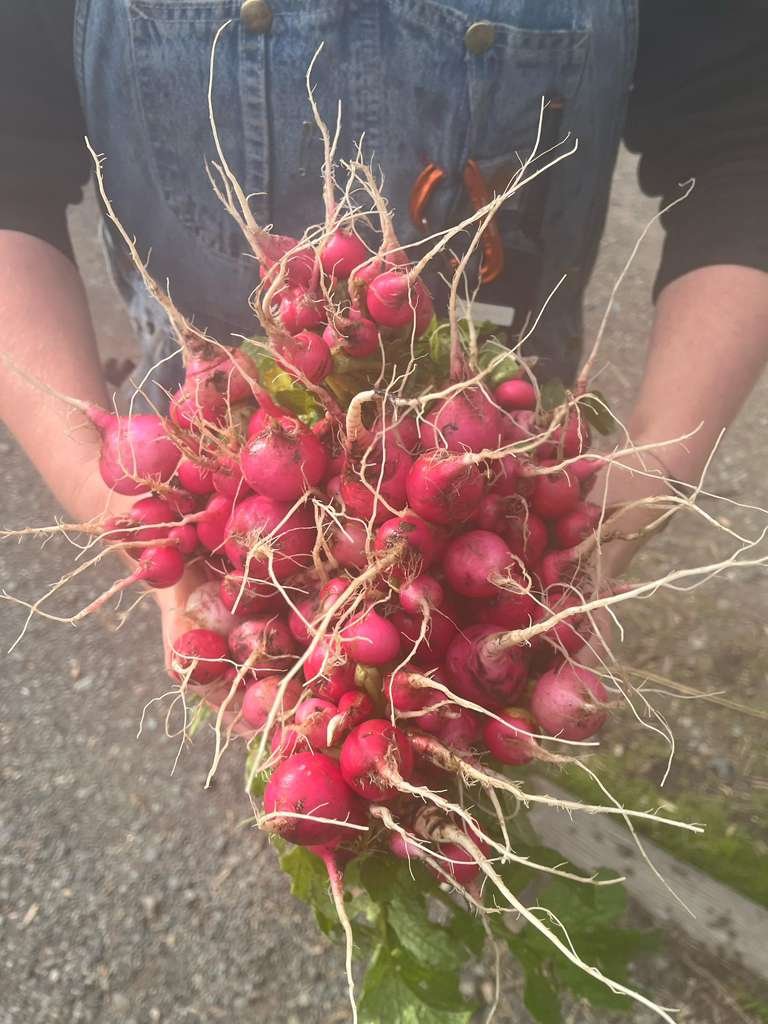 Radish harvest.jpeg