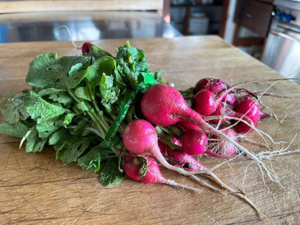 Radish.jpeg