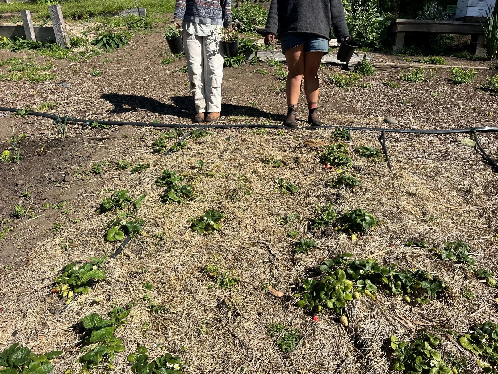 Strawberries and Strawflowers