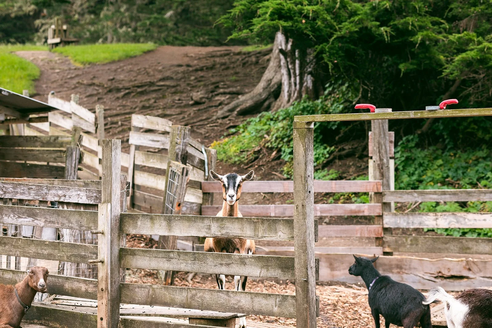 Slide Ranch Spring Fling 2026-66_websize.jpg