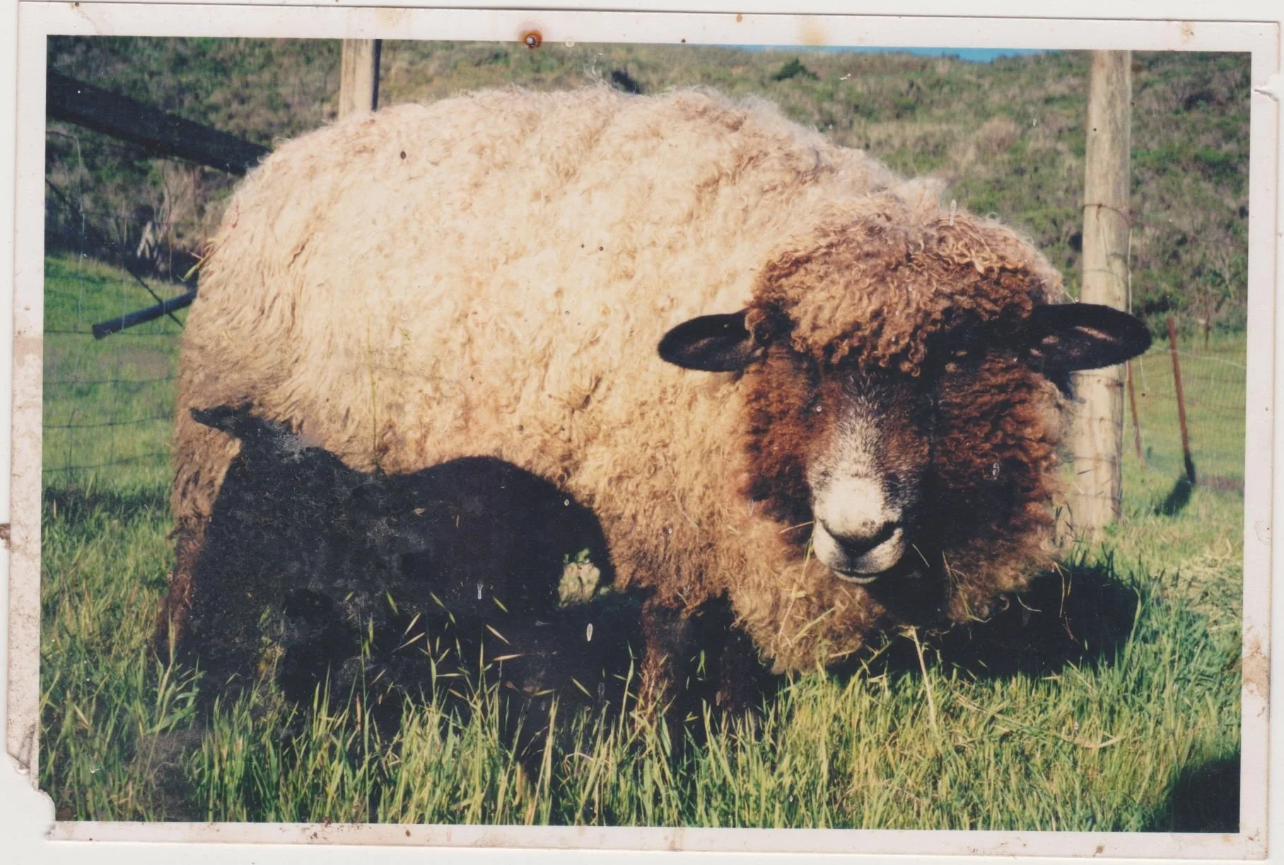 image 008.jpg