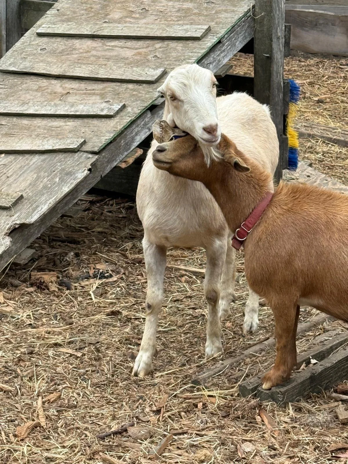 Kat and nut 2.jpeg