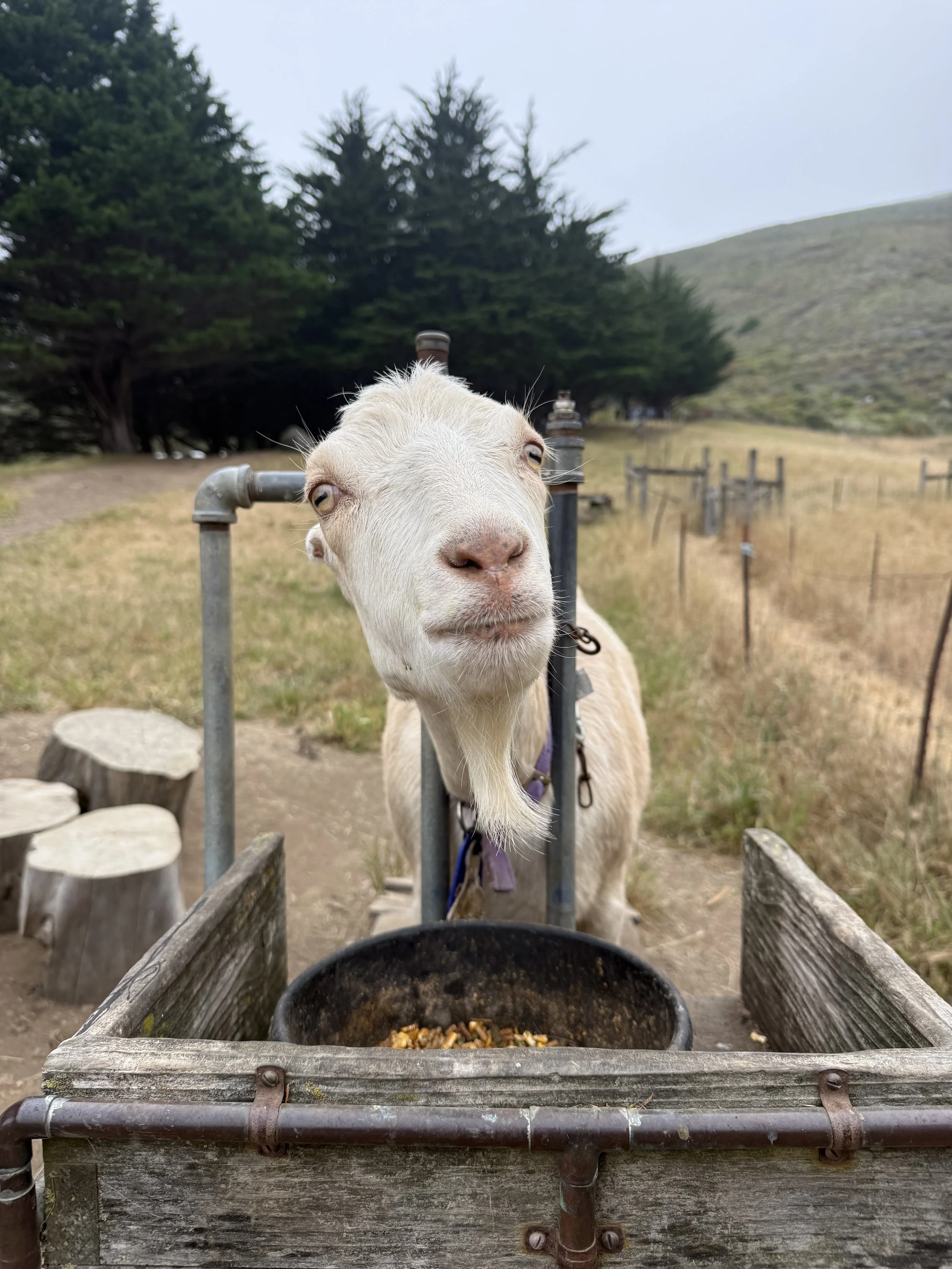 IMG_7081.jpeg