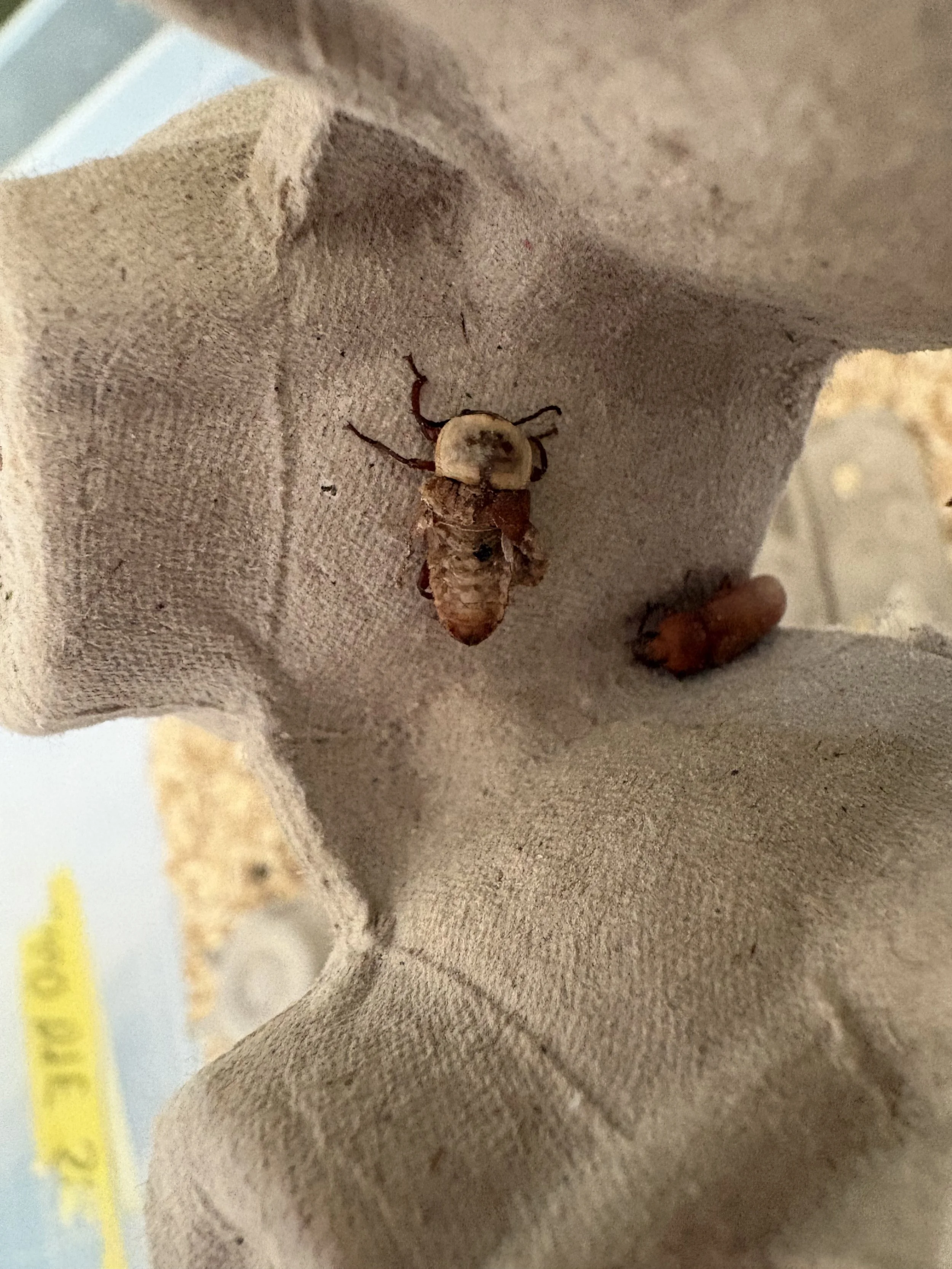 The Mealworm Journey