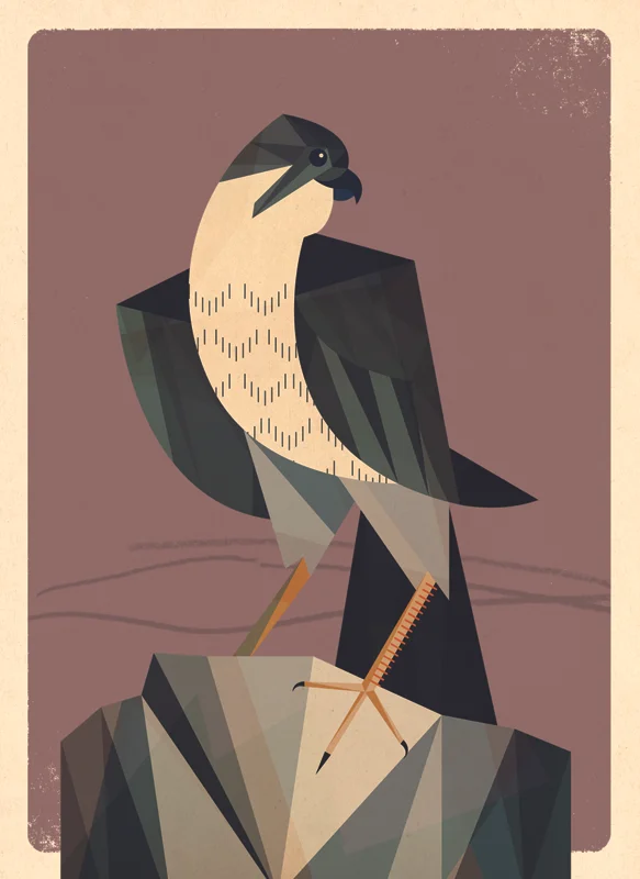 falcon_good.jpg