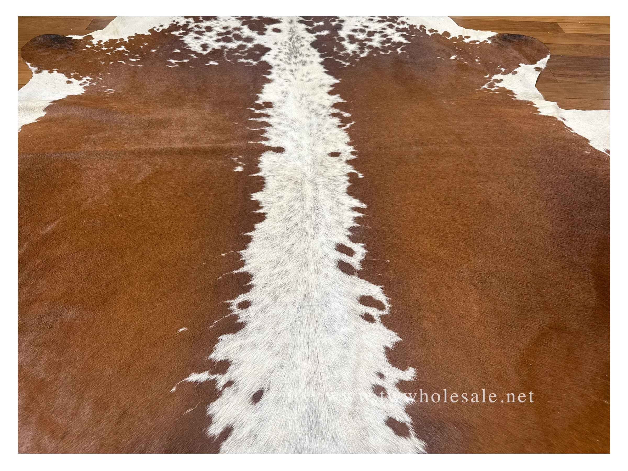 tricolor white backbone closeup 2000.webp