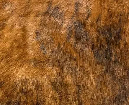 pillow_reddish_brindle_1865_sm.jpg
