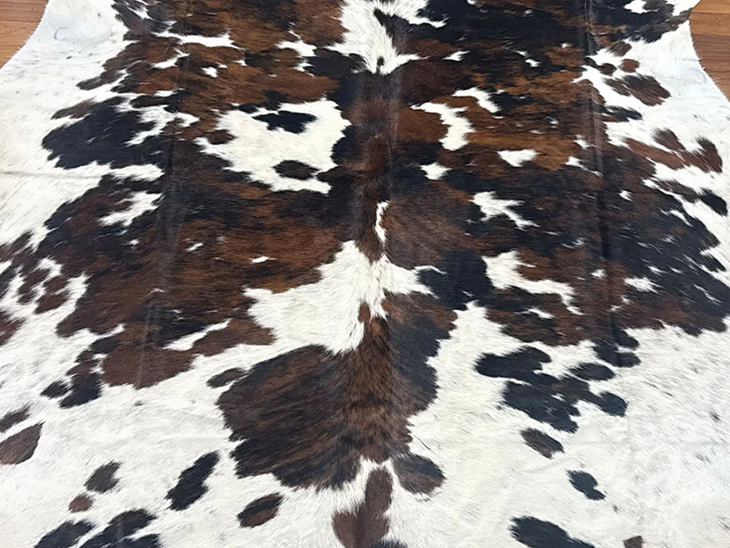 tricolor brindle white black brown closeup 2033