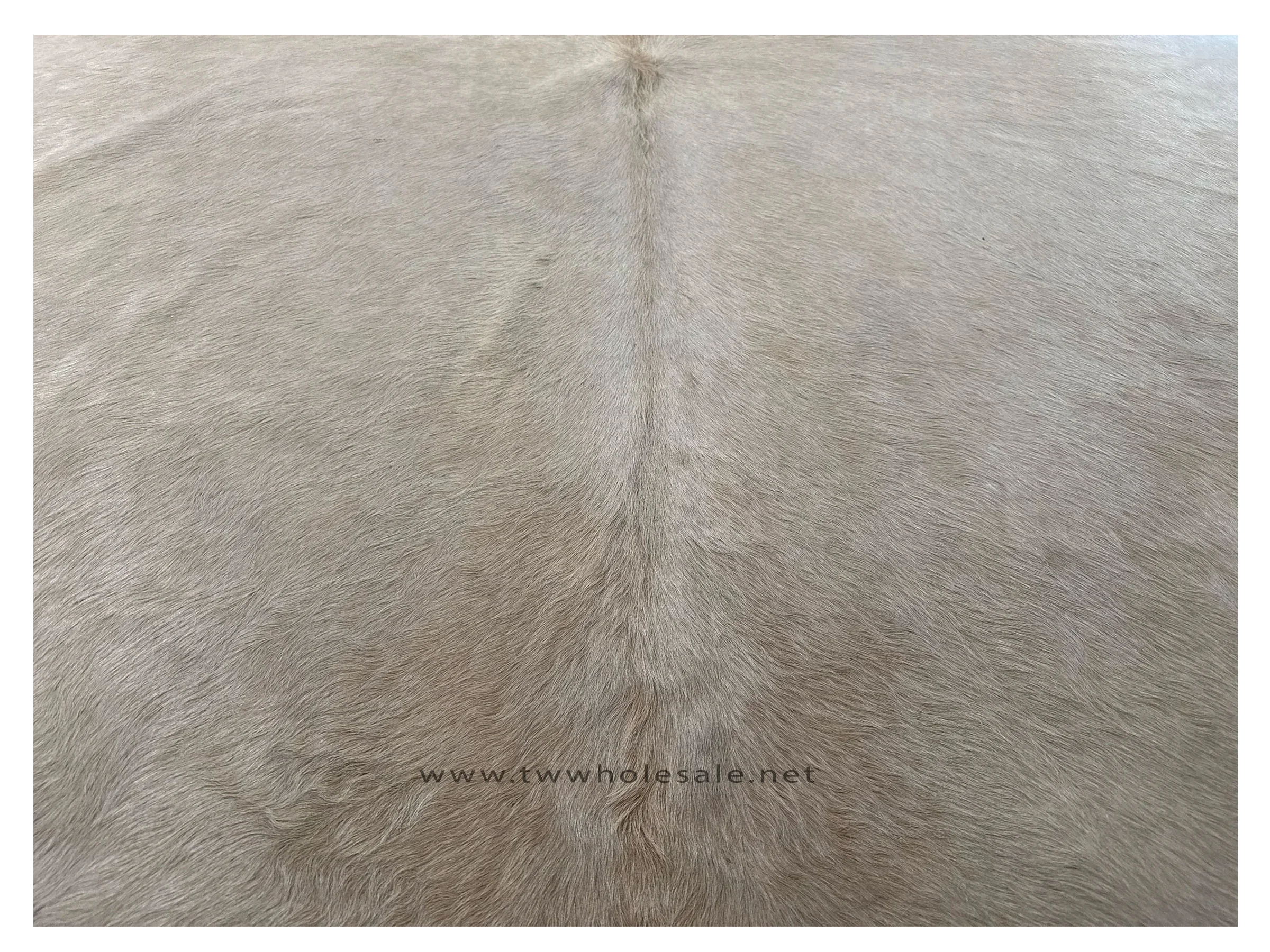 palomino closeup 2030.webp