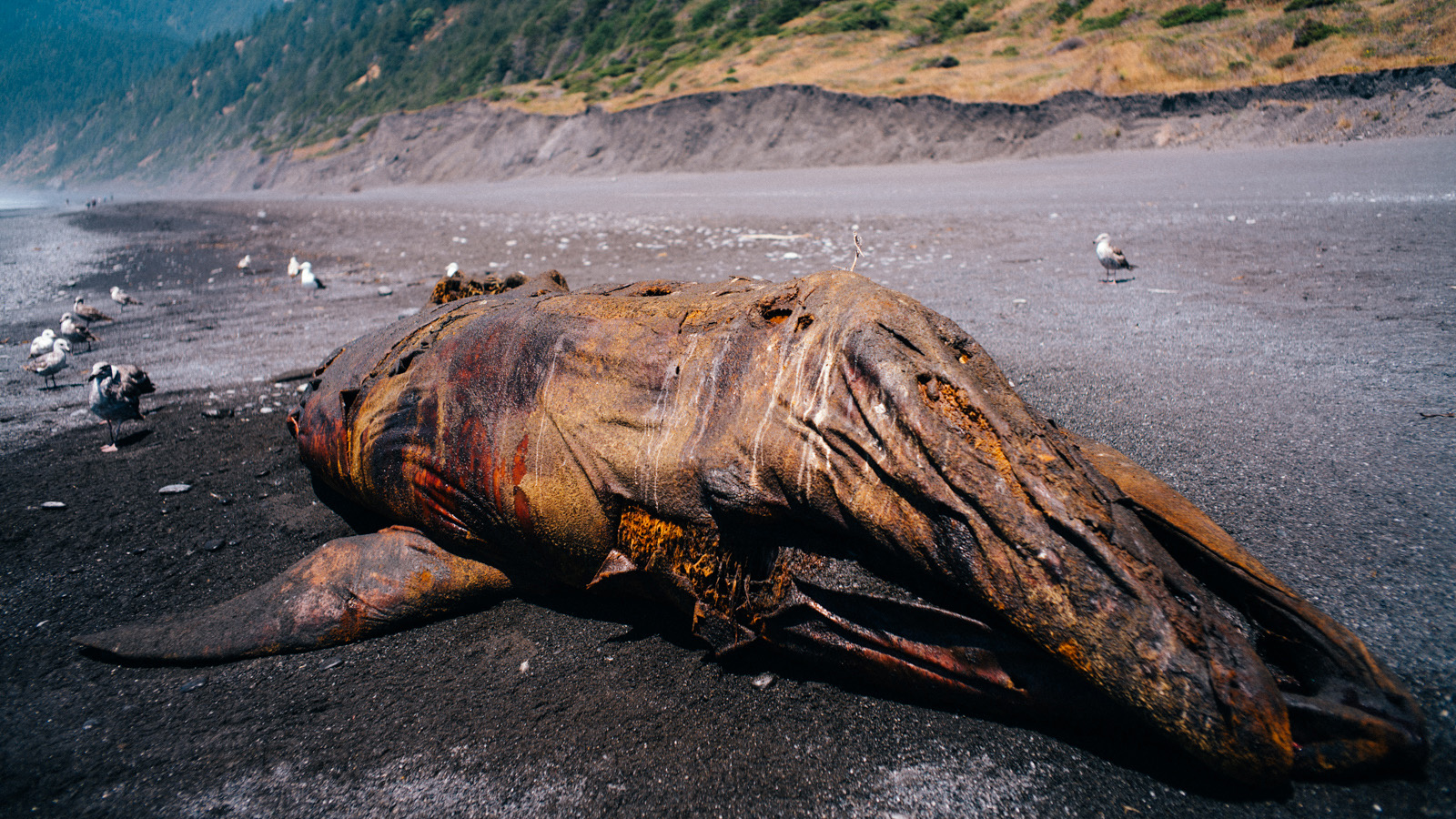 In all honesty though, we had a better go at it than this beached baby Pilot whale. (A smell one can chew).