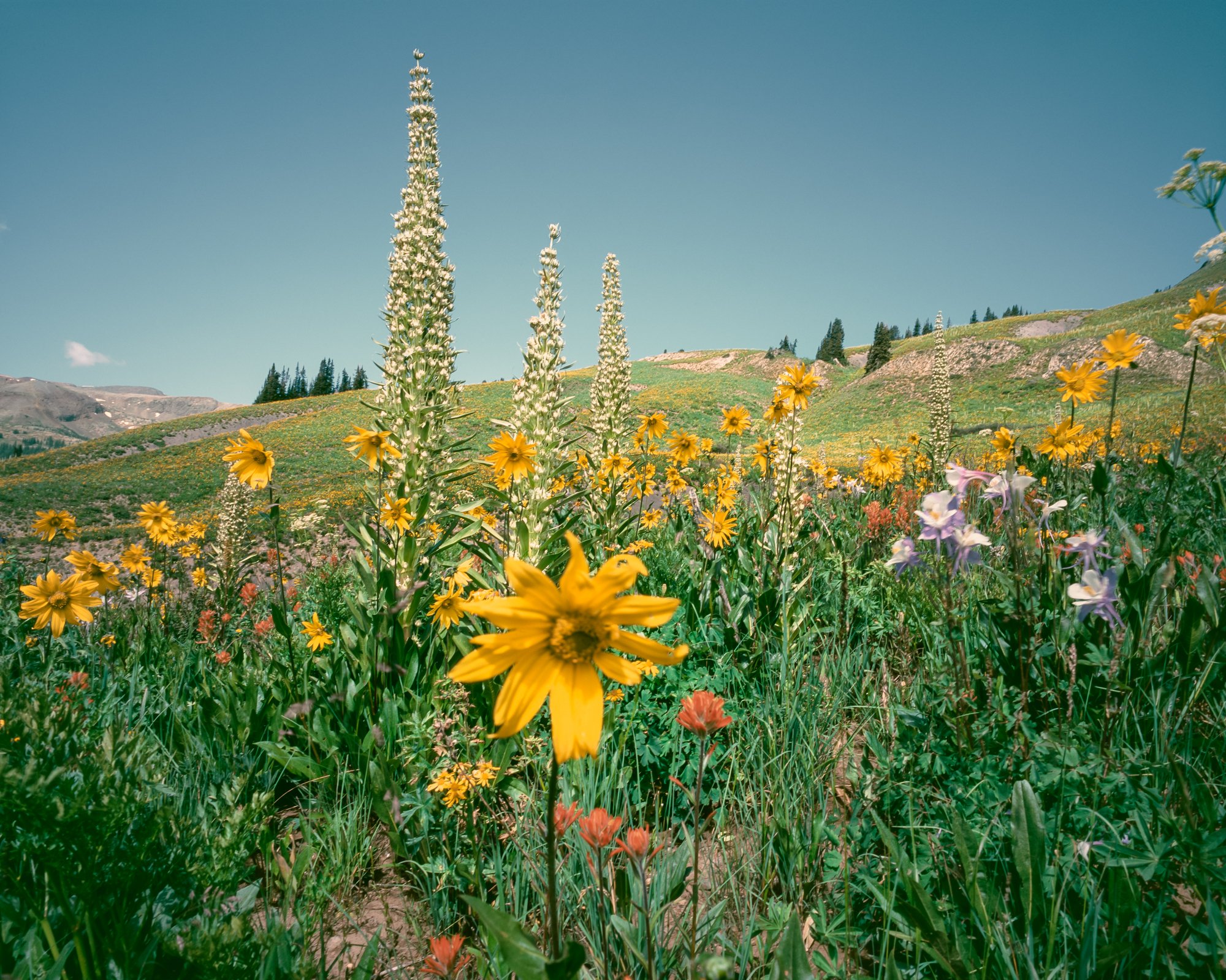 ElliotRoss-photographer_NationalGeographic_phenology_Colorado_climate-change_003.jpg