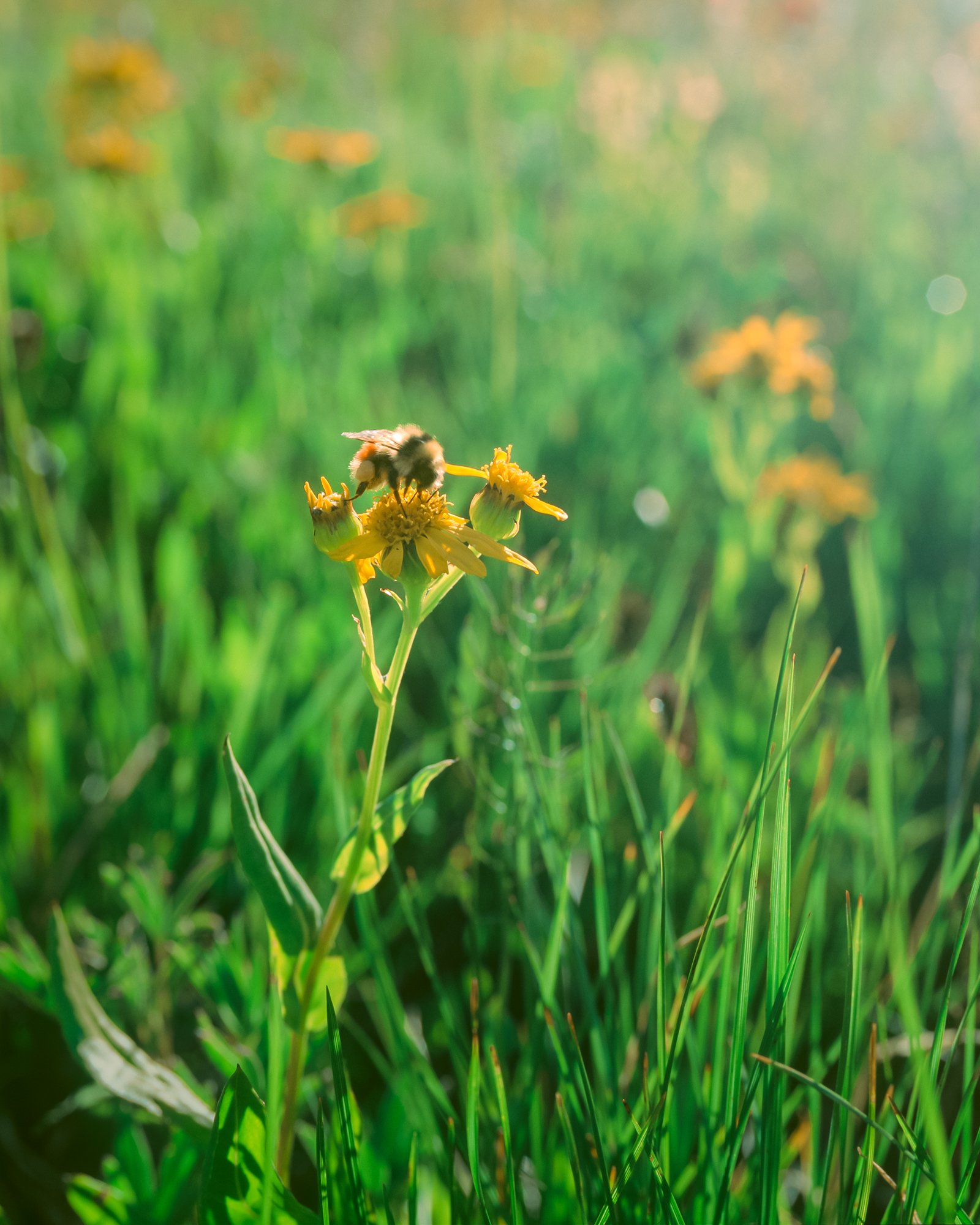 ElliotRoss-photographer_NationalGeographic_phenology_Colorado_climate-change_017.jpg