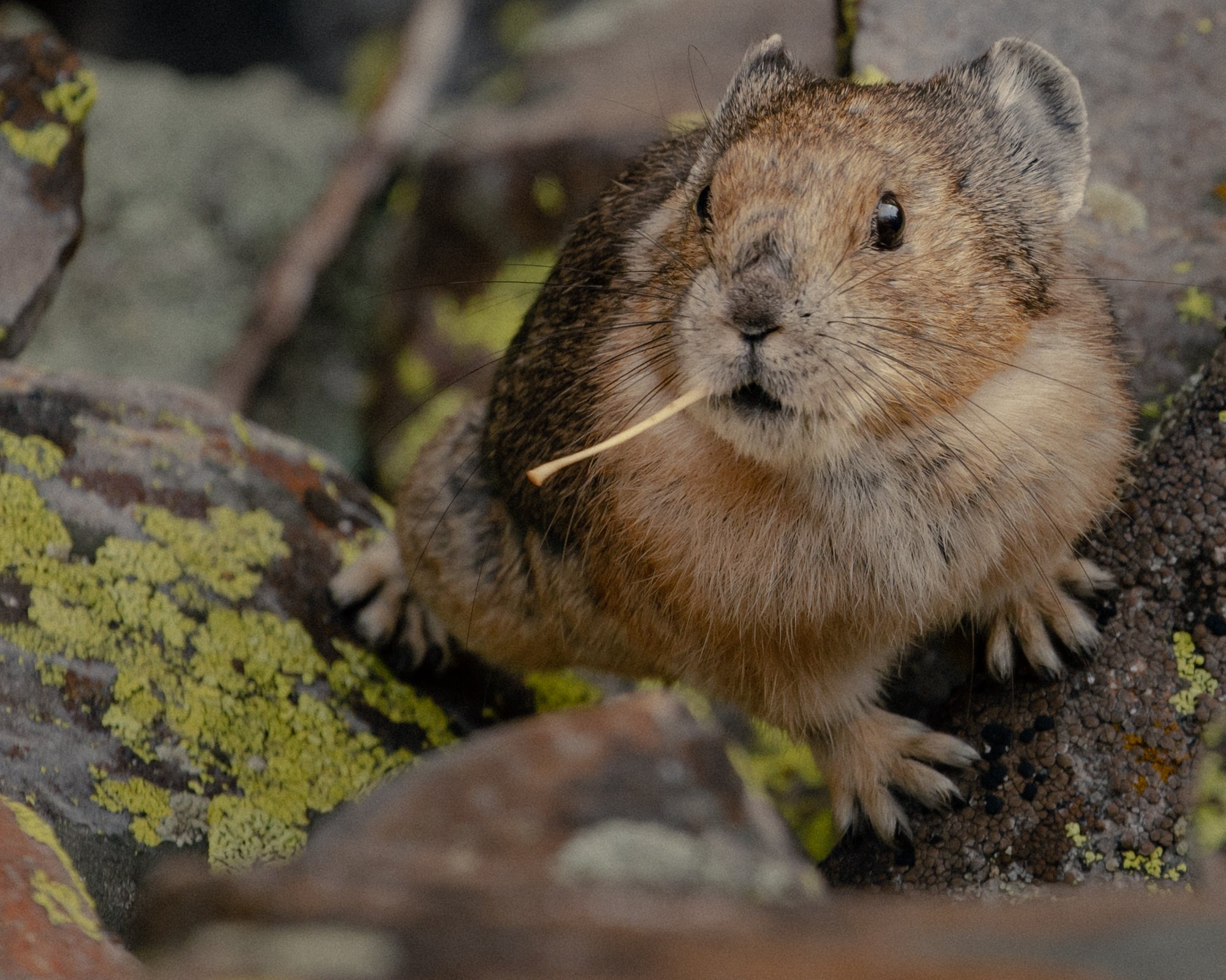 ElliotRoss-photographer_NationalGeographic_phenology_Colorado_climate-change_028.jpg