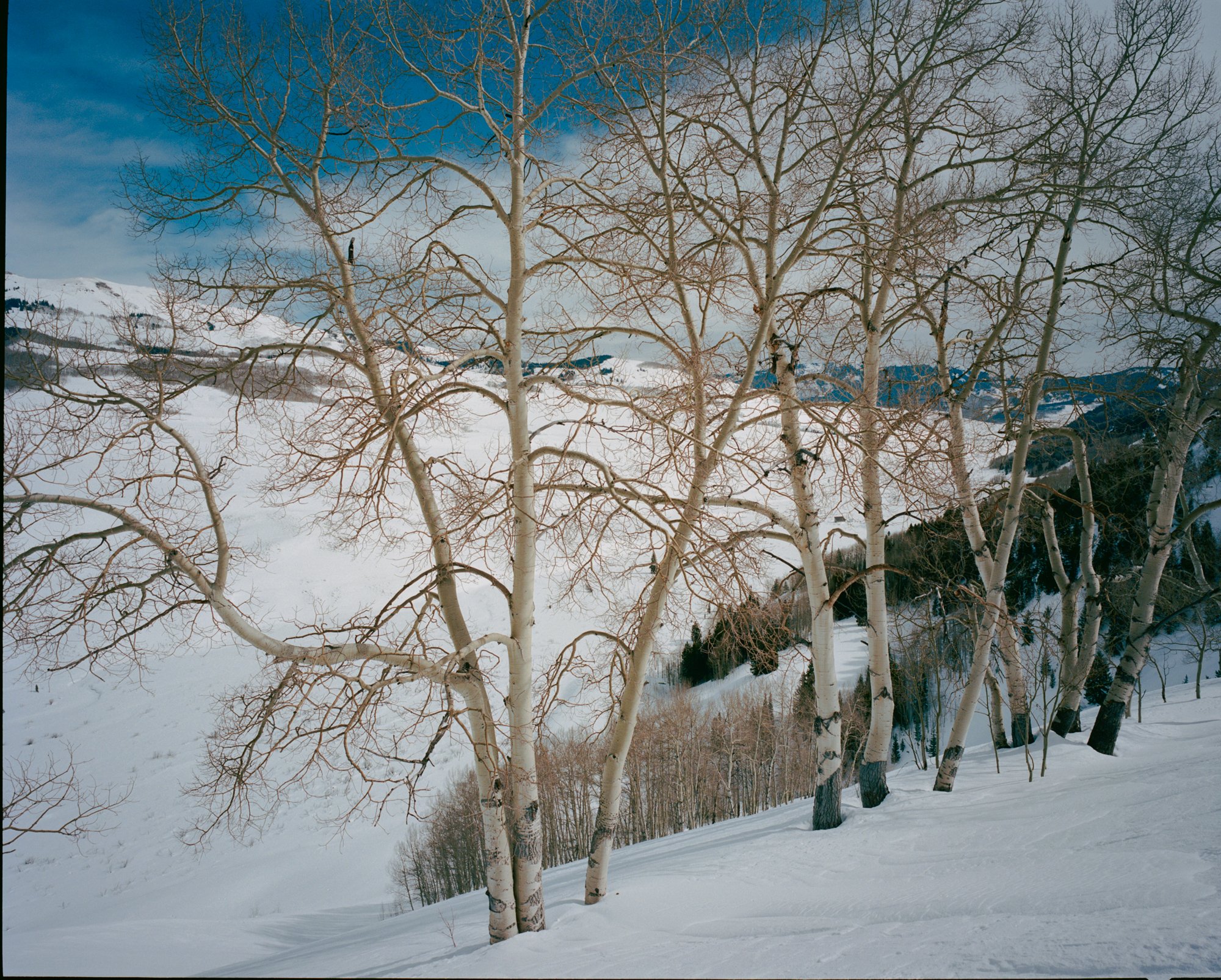 ElliotRoss-photographer_NationalGeographic_phenology_Colorado_climate-change_039.jpg